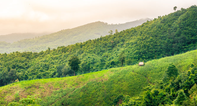 Mountain of corn farm with little cottage in countryside