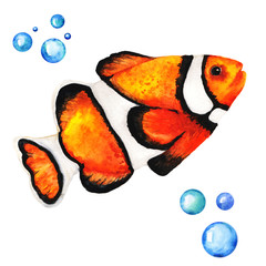 Big Orange Clownfish Handdrawing Watercolor Illustration a High Resolution