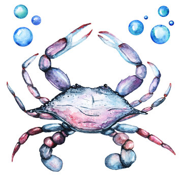 Big King Crab Handdrawing Watercolor Illustration a High Resolution