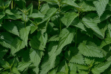 Naklejka na ściany i meble Lush foliage of nettle is as natural green background.
