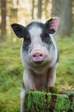Portrait of mini pig in the forest