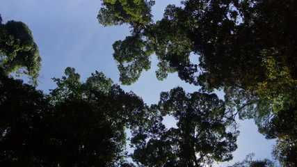 lush greenery of thick virgin rainforest of Danum Valley, in Borneo