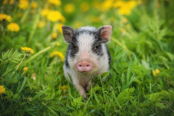 Mini pig walking on the field with dandelions
