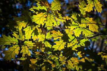 Yellow and green autumn oak leaves on blue sky background