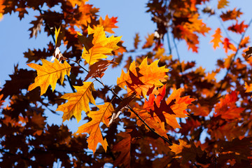 Red, yellow and orange autumn leaves on blue sky background