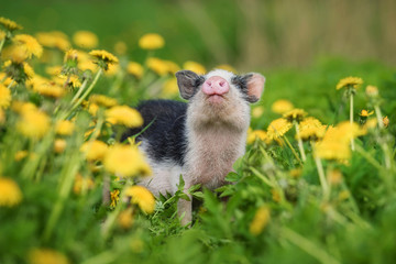 Mini pig walking on the field with dandelions © Rita Kochmarjova