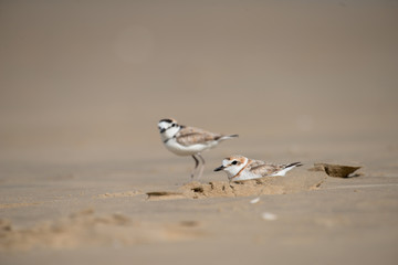 Malaysian plover is a small wader that nests on beaches and salt flats in Southeast Asia.