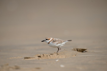 Malaysian plover is a small wader that nests on beaches and salt flats in Southeast Asia.