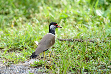 Red-wattled lapwing is an Asian lapwing or large plover, a wader in the family Charadriidae. 
