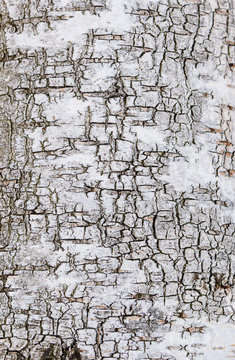 Birke, Birkenstamm, Birkenrinde, Nat&uuml;rliche Textur, Nahaufnahme