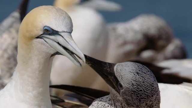 Adult Australasian Gannet feeding its chick after returning from the sea.