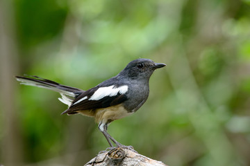 Obraz premium Oriental magpie-robin, they are common birds in urban gardens as well as forests.