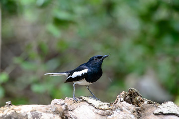 Oriental magpie-robin, they are common birds in urban gardens as well as forests.