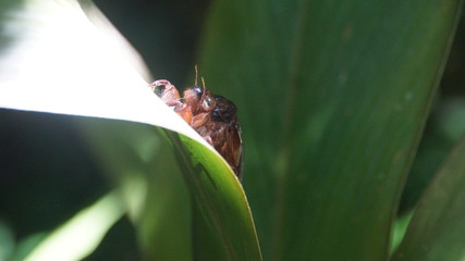 noisiest bug in Danum Valley, Borneo
