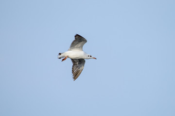 flying seagull at bangpu recreation center samut prakan thailand