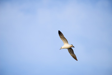 flying seagull at bangpu recreation center samut prakan thailand