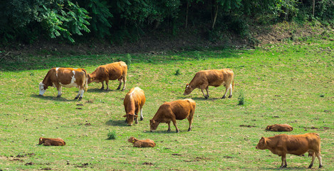 Fototapeta premium Cows on a summer pasture