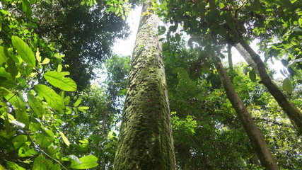 lush greenery of thick virgin rainforest of Danum Valley, in Borneo
