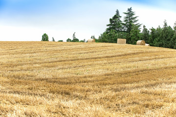 Fototapeta premium Landscape, field and penned hay