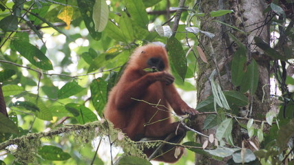 Red Langur Monkey Primate spotted in Danum  Valley Rainforest, Borneo