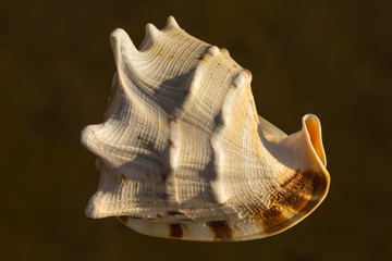cockleshell lighted with by the sun at sunset