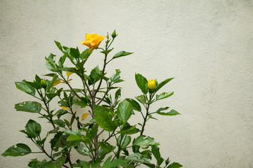 Yellow flowers next to the wall