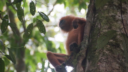 Red Langur Monkey Primate spotted in Danum  Valley Rainforest, Borneo