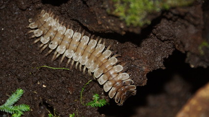 Millipede spotted in Danum Valley, Borneo