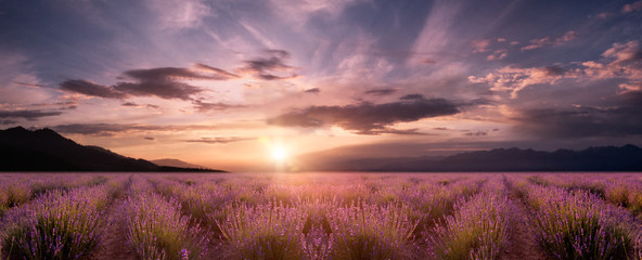 panorama field lavender