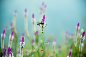 Beautiful pink anemone flower on spring green field and flying bumblebee in nature macro on soft blurry light background. Concept spring summer, elegant gentle artistic image, copy space.