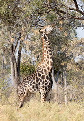Single adult giraffe in the Kalahari