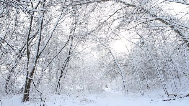 Trees with snow in winter forest.