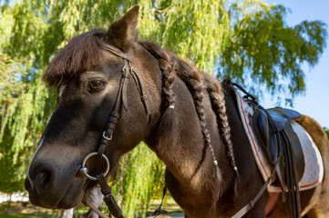 Dark brown horse with bridle and saddle
