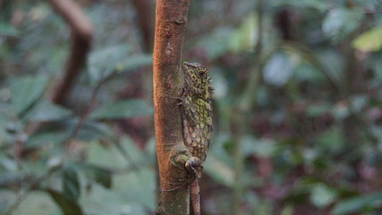 Borneo Anglehead Lizard an endemic species spotted in Danum Valley, Rainforest, Borneo