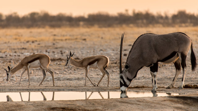Chacun son tour, apr&egrave;s les springbok, l'oryx