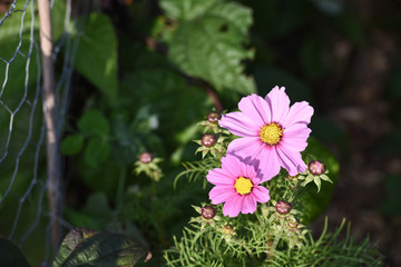 fleurs mauve violet vert  cosmos