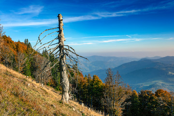 Totholz am Belchen im Schwarzwald