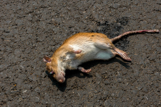 Dead rat, on the floor or the street. or human act.