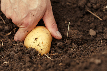 Hands harvesting fresh organic potatoes from soil