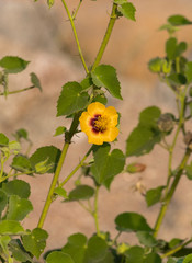 flowers in garden