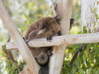 Koala  sleeps on felled trees in Gan Guru kangaroo park in Kibutz Nir David in Israel