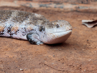 Lizard - Blue-tongued skinks - Australasian  genus Tiliqua sits on ground at the  Australian Zoo...