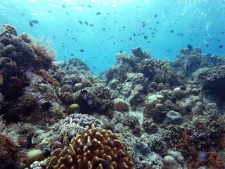 Naklejka na ściany i meble Scuba Diver in Blue Sea in the Waters of Bunaken Island, Diving Bunaken, Indonesia.
