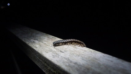 Millipede spotted in Danum Valley, Borneo