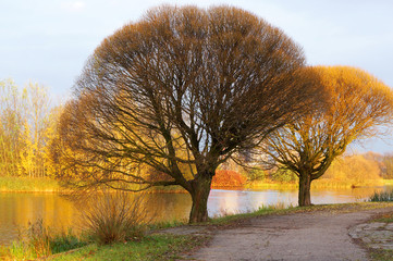 Trees in autumn.