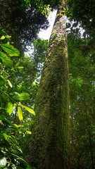 Fototapeta premium lush greenery of thick virgin rainforest of Danum Valley, in Borneo
