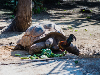A large  earthen turtle eats vegetables scattered on the ground