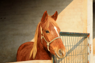 Brown horses in the shed