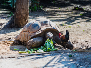 A large  earthen turtle eats vegetables scattered on the ground
