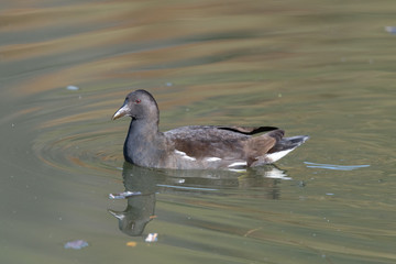 Teichhuhn